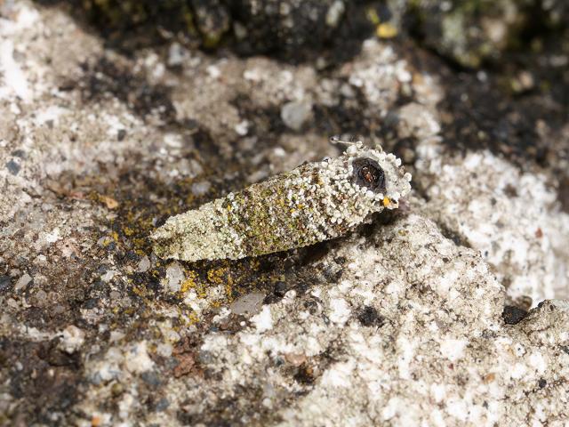 Luffia lapidella Bagworm Moth Images